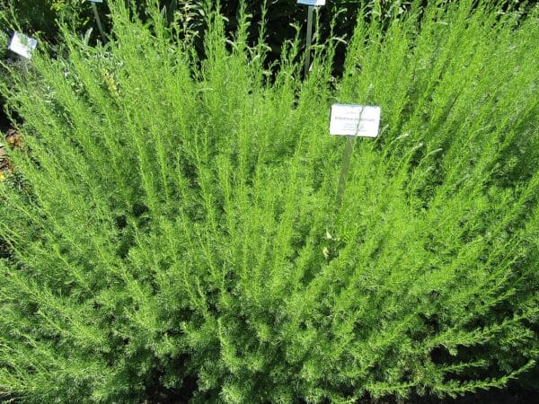 Artemisia abrotanum var. maritima - Vue générale d'une touffe d'Armoise cola - Plants d'Artémisia cola