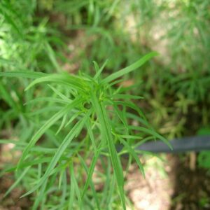 Plant Artemisia dracunculus, Plants d'estragon, graines d'estragon français