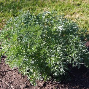 Artemisia dracunculus - Vue générale d'un estragon vivace, plants et graines d'estragon français