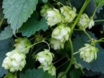 Graines d'Humulus lupulus, graines de houblon