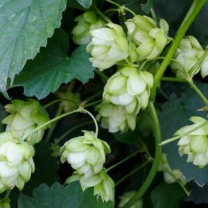 Humulus lupulus - Cônes et feuillage de salsepareille indigène - Graines de houblon