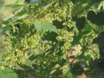 Graines d'Humulus lupulus, graines de houblon