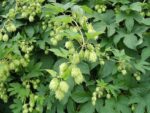 Graines d'Humulus lupulus, graines de houblon