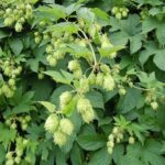 Graines d'Humulus lupulus, graines de houblon