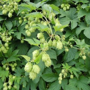 Humulus lupulus - Vue générale d'un houblon à bière - Graines de houblon