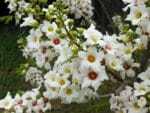 Détails d'une fleur de Xanthoceras sorbifolia, Graines de Faux sorbier de Chine