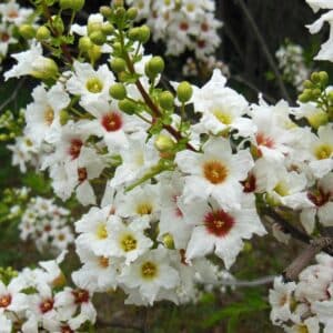Détails d'une fleur de Xanthoceras sorbifolia, Graines de Faux sorbier de Chine