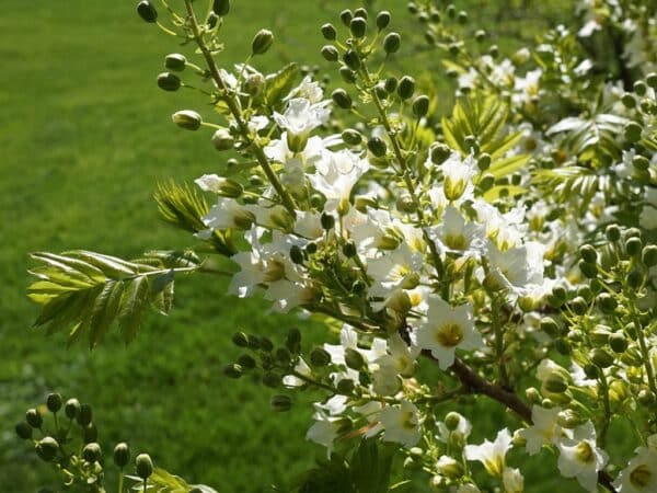 Xanthoceras sorbifolia - Inflorescence et boutons floraux - Graines de Faux-sorbier de Chine