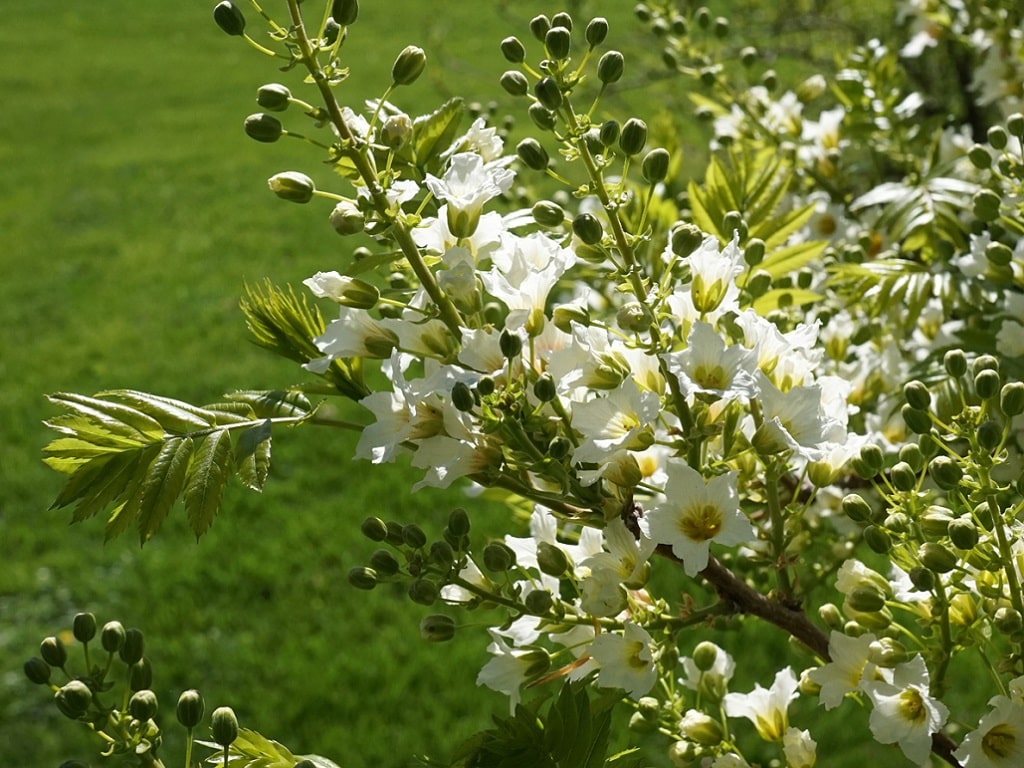 Mélange 4 graines oléiques pour oiseaux bio • L'Arbre à Huile