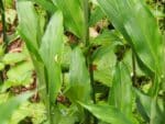 Zingiber mioga - Feuilles de Myoga - Plants de gingembre mioga