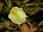 Zingiber mioga - Fleur de Myoga - Plants de gingembre mioga