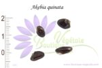 Graines d'Akebia quinata