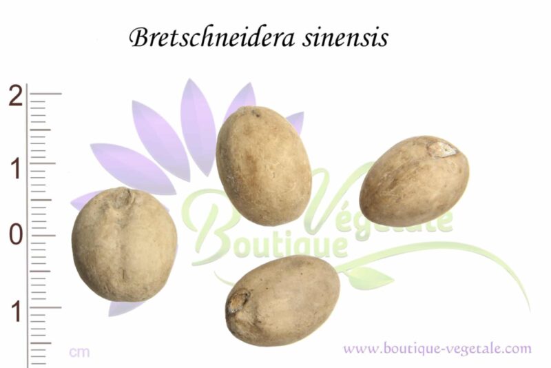 Graines de Bretschneidera sinensis