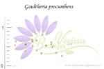 Graines de Gaultheria procumbens