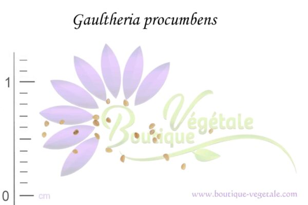 Graines de Gaultheria procumbens