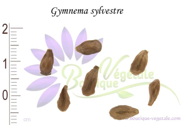 Graines de Gymnema sylvestre
