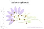 Graines de Melilotus officinalis