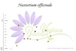 Graines de Nasturtium officinale