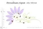 Graines de Petroselinum crispum subsp. tuberosum
