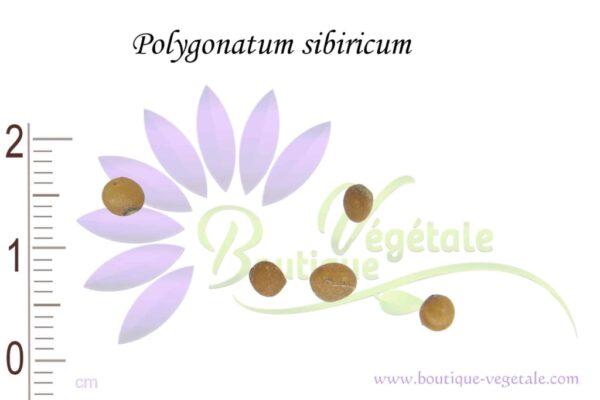 Graines de Polygonatum sibiricum