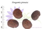 Graines de Pongamia pinnata