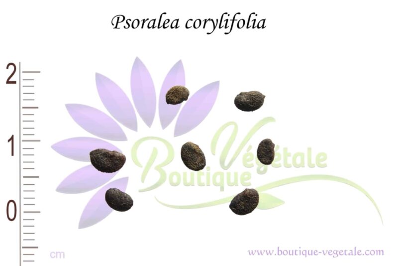 Graines de Psoralea corylifolia