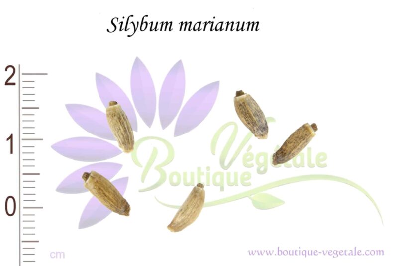Graines de Silybum marianum