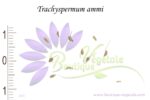 Graines de Trachyspermum ammi