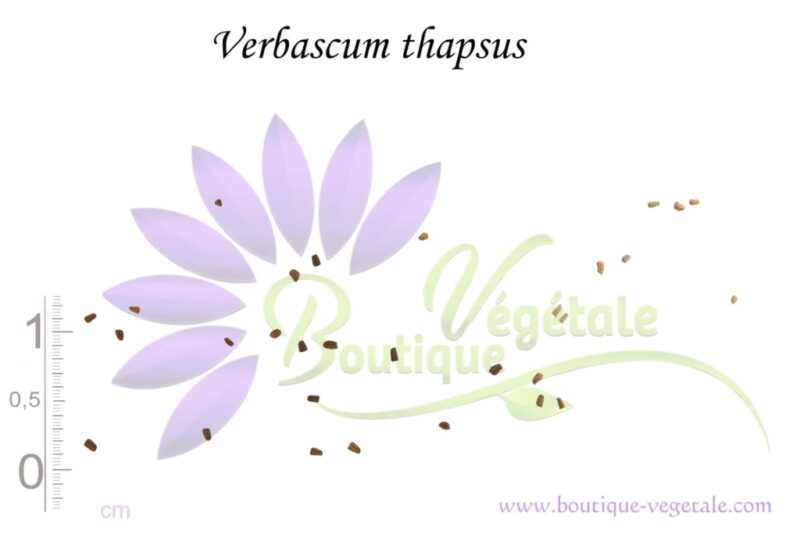 Graines de Verbascum thapsus