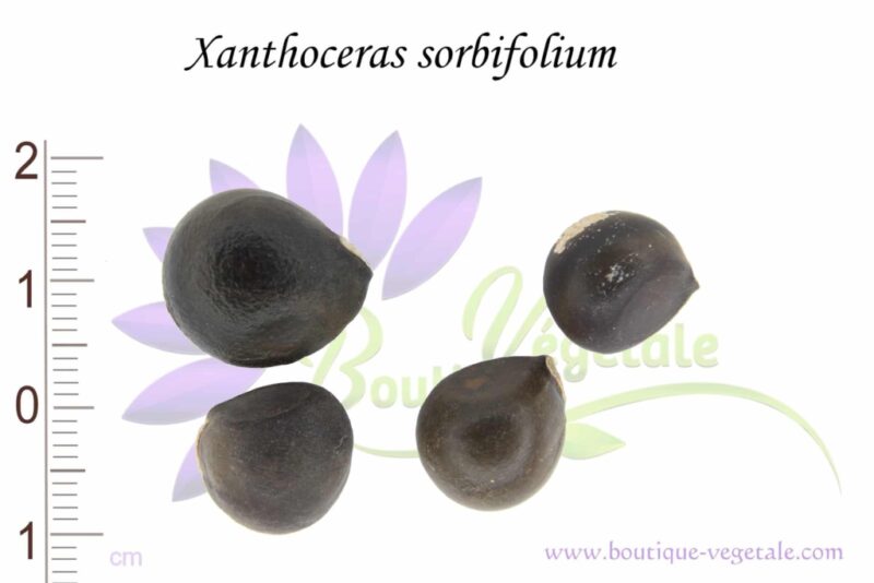 Graines de Xanthoceras sorbifolium