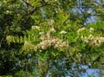 Graines de Robinier faux-acacia, Graines de Robinia pseudoacacia