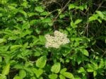 Graines de Sureau noir, graines de Sambucus nigra