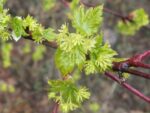 Graines d'Acer glabrum, Graines d'érable nain