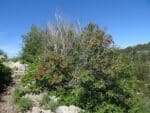 Graines d'Acer glabrum, Graines d'érable nain