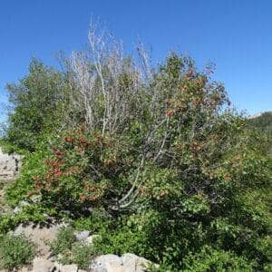 Graines d'Acer glabrum, Graines d'érable nain, érable des montagnes