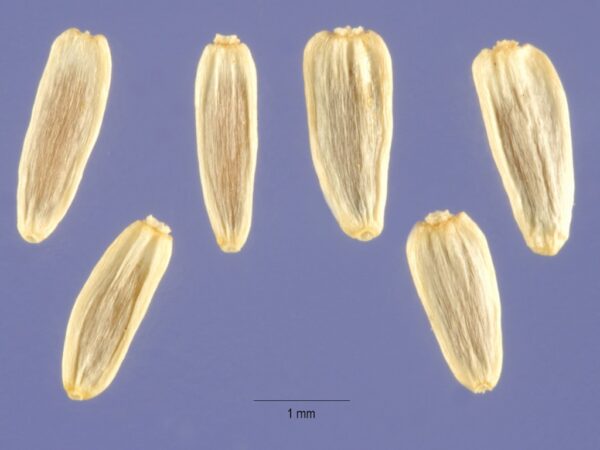 Graines Achillea millefolium, Graines Achillée millefeuilles, Herbe-aux-charpentiers