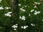 Graines d'Achillea millefolium, graines d'Achillée millefeuille