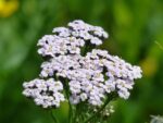 Graines d'Achillea millefolium, graines d'Achillée millefeuille