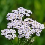 Graines d'Achillea millefolium, graines d'Achillée millefeuille