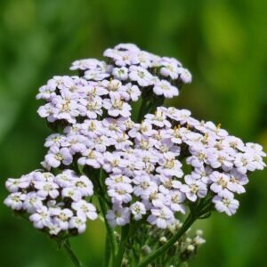 Graines d'Achillea millefolium, Semences Achillée millefeuille