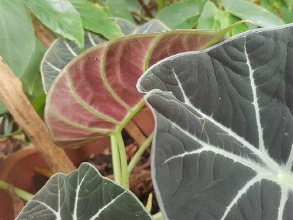 Plants d'Alocasia Black Velvet, Plants d'oreille d'éléphant velours noir