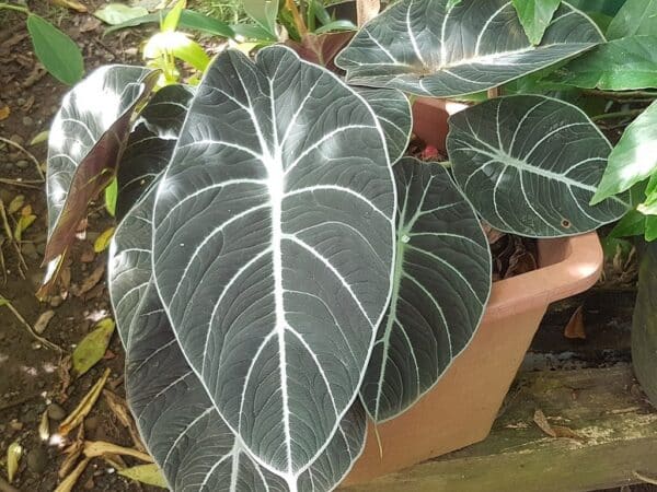 Plants d'Alocasia Black Velvet, Plants d'Oreille d'éléphant velours noir