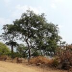 Graines de Dalbergia latifolia, graines de palissandre d'Inde