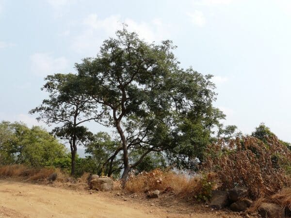 Graines de Dalbergia latifolia, graines de palissandre d'Inde