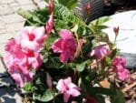 Plants de Mandevilla sanderi Sundaville, Plants de Dipladénia Sundaville