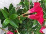 Plants Mandevilla sanderi Sundaville, plants de Dipladénia Sundaville