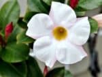 Plants de Mandevilla Sundaville, Plants de Dipladénia Sundaville