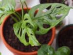 Plants de Monstera adansonii, Plants de Monstera Monkey mask