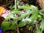 Plants de Monstera adansonii, Plants de Monstera Monkey mask