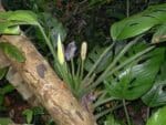 Plants de Monstera adansonii, Plants de Monstera Monkey mask